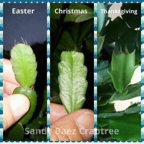 Christmas Cactus Thanksgiving Cactus And Easter Cactus Types Of