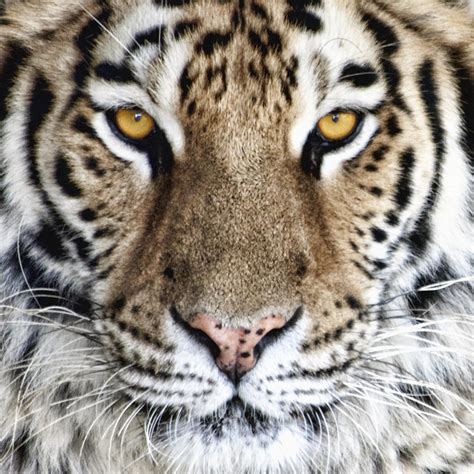Tiger Eyes Photography