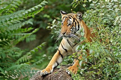 Lange zeit galt der indochinesische tiger als einzige subspezies der indochinesischen halbinsel in südostasien. Erwartungsvoll (Indochinesischer Tiger) - Tier-fotos.eu