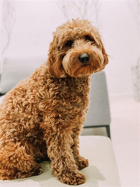 I know with these cross anyways main point, i'd like to see the size of a full grown mini/med goldendoodle, maybe. Mini Goldendoodle in 2020 | Cute funny animals, Cute ...