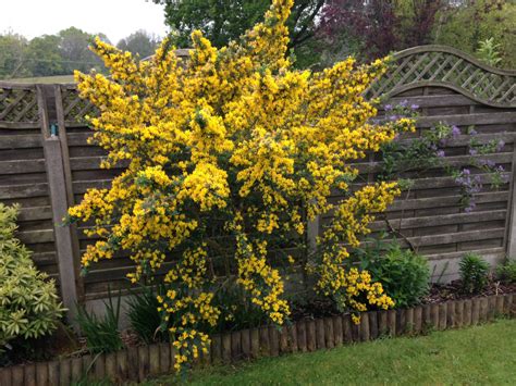 Large Yellow Flowering Shrub Name — Bbc Gardeners World Magazine
