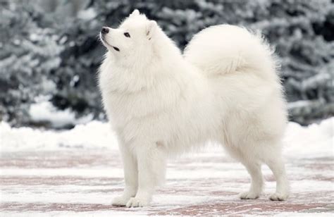 8 Dog Breeds That Love The Snow