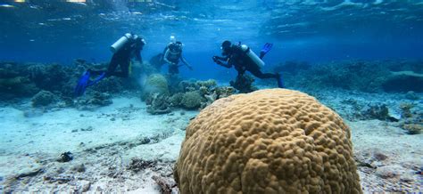 Saving The Great Barrier Reef Aims