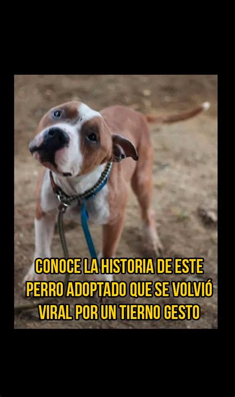 Galería Conoce La Historia De Este Perro Adoptado Que Se Volvió Viral