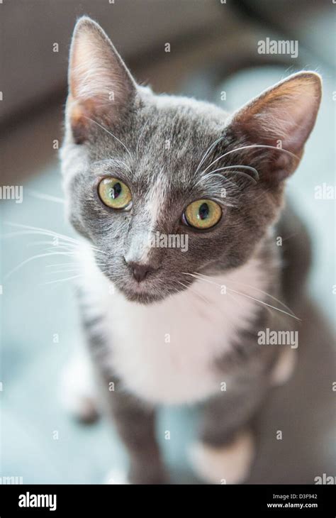 Gray Tuxedo Cat With Blue Eyes
