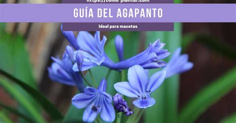 Agapanto Guía Sobre Los Cuidados Y Cómo Plantar Agapanthus