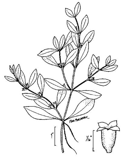 Ludwigia Palustris