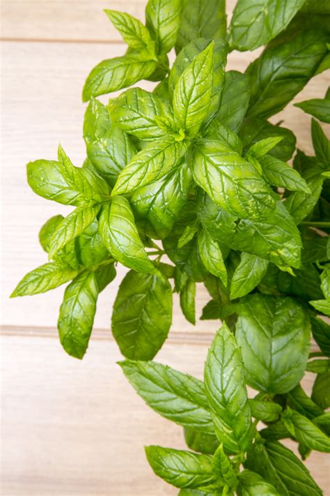Peppermint Herb Free Stock Photo Public Domain Pictures
