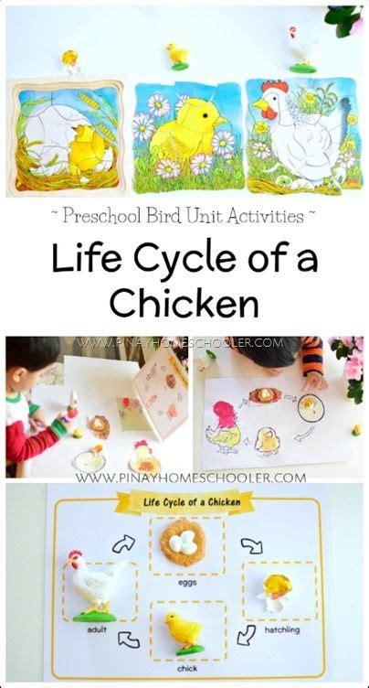 Introducing The Life Cycle Of A Chicken To Preschoolers Life Cycles