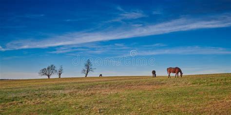 Thoroughbred Horses Grazing Stock Photo Image Of Nature Mammal