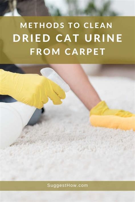Removing Cat Urine From Tile Floors Flooring Tips