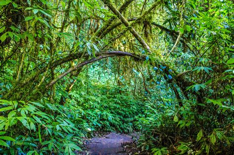 200 Great Jungle Photos · Pexels · Free Stock Photos