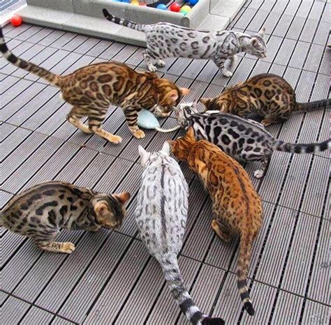 Find and adopt a pet on petfinder today. Bengal Cat For Adoption Mn - The W Guide