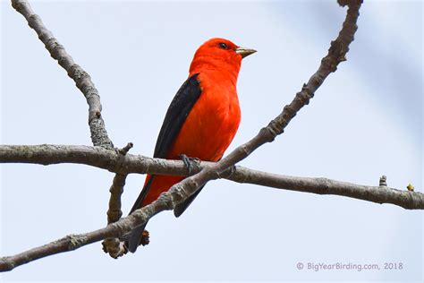 Scarlet Tanager Big Year Birding
