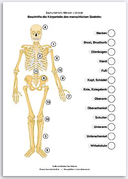 Aufgrund der vielen möglichen ursachen ist eine genaue diagnose wichtig. Menschliches Skelett Beschriften Arbeitsblatt