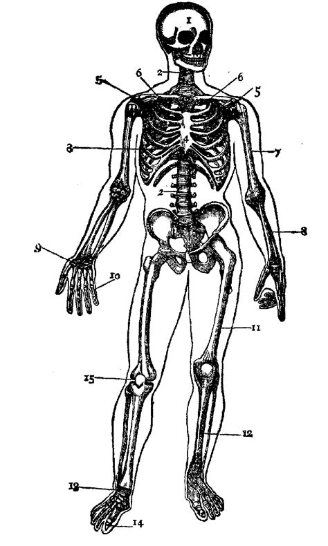 Skeletal System Outline Printable Human Skeleton Diag