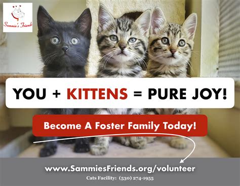 Can You Foster A Kitten Or Two For Us Theyre Super Cute
