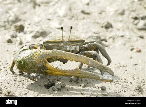 Portrait Of A Brown Fiddler Crab Stock Photo Alamy