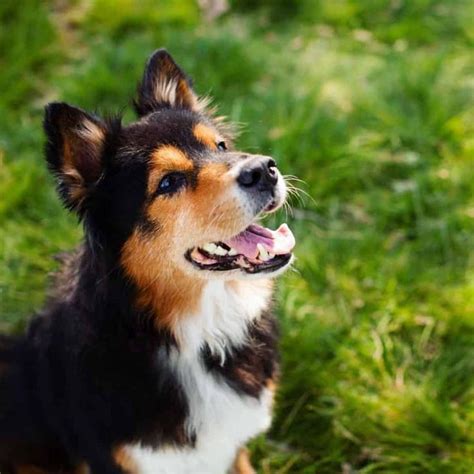 Home Corgi Australian Shepherd Mix Corgi Shepherd Mix Corgi Shepherd