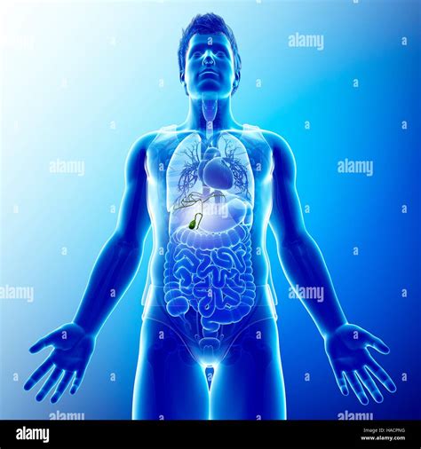 Illustration Of Male Gallbladder Stock Photo Alamy