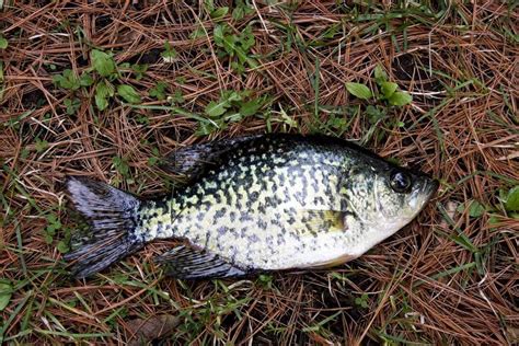 Best Crappie Lures The Ultimate Success Story