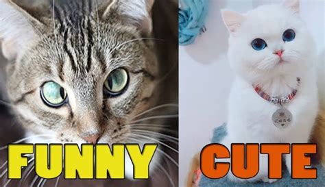 J'espère que vous aimez notre compilation amusante et que vous ne. Compilation de vidéos de chats drôles - la compilation de chats drôles doit voir des vidéos ...