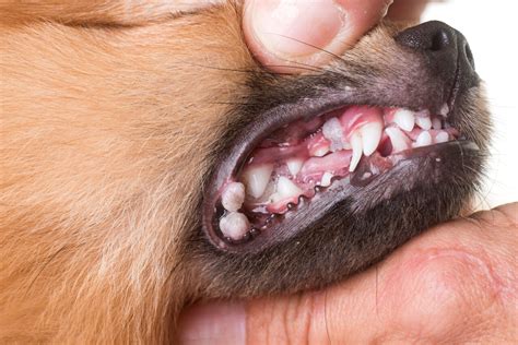 Dog Mouth Sores Treatment Img Tootles