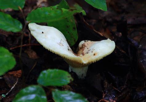 Trailside Fungus Lost Valley Northwest Arkansas Flickr
