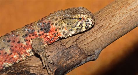 Maybe you would like to learn more about one of these? Chinese Crocodile Lizard Wallpapers Backgrounds