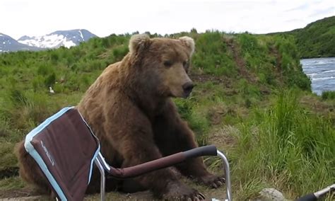 A Bear Decides To Walk Over And Then Sit Down By A Man What Happens