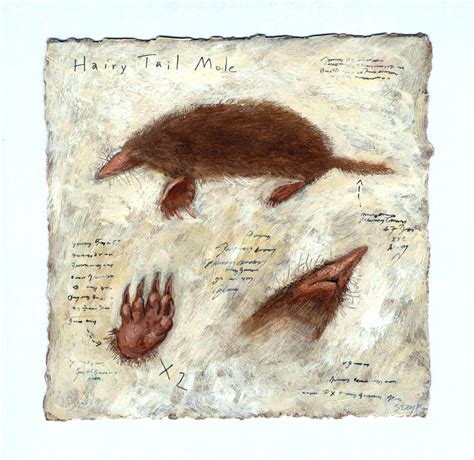 bestiary series hairy tail mole suzanne stryk suzanne stryk