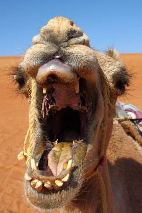 There are two types of camels: The Inside Of A Camel's Mouth Will Fuel Your Nightmares (7 ...