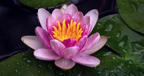 Water Lily Flowers Cs