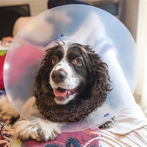 The common causes of shaking are fear, nervousness, and stress. Causes of Shivering and Lethargy in Dogs and What to Do ...