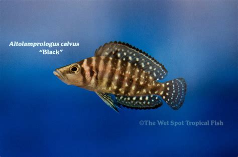 Wet Spot Tropical Fish Altolamprologus Altolamprologus Calvus Black