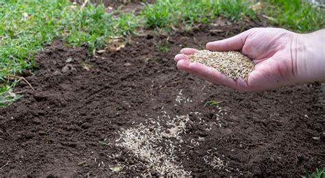 How To Plant Grass Seed The Best Ways To Sow And Grow A Lawn Fast