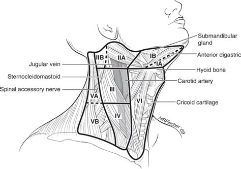 Lymph Node Compartments Separated Into Levels And Sublevels Level Vi