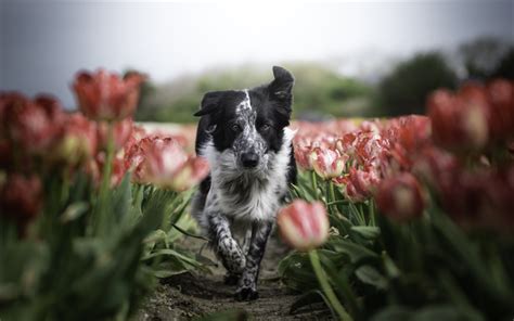 Download Wallpapers Border Collie Tulips Pets Cute Animals Bokeh