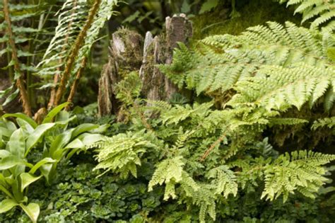 Using Ferns In The Garden Lecture Hardy Fern Foundation