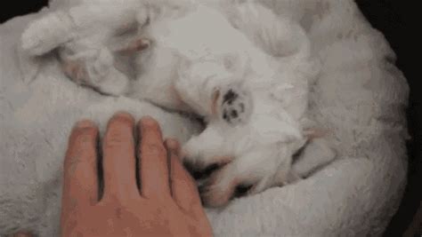 Stopping by to say good morning. Good Morning, Tummy Rubs! GIF - Dogs Puppies Cute ...