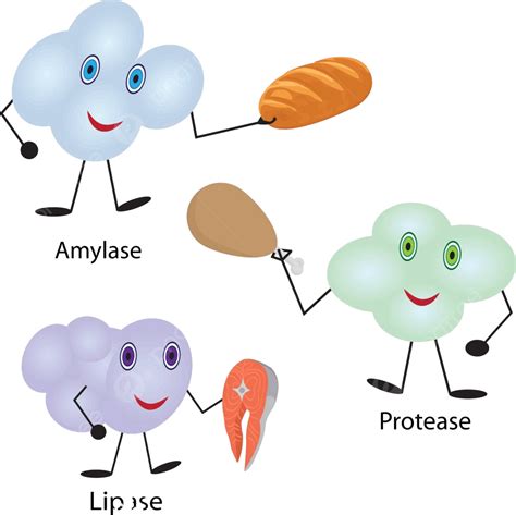 How Enzymes Work Fermentation And Disgestion Food Molecule Metabolic