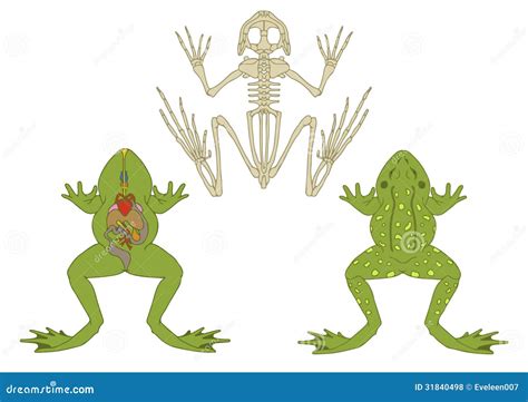 Frog Cross Section And Skeleton Vector Illustration Cartoondealer
