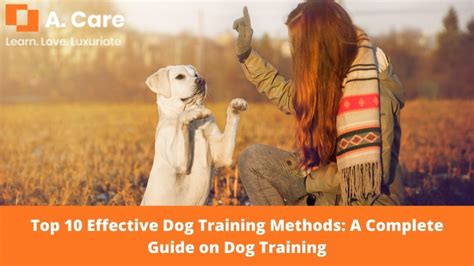 Top 10 Effective Dog Training Methods A Complete Guide On Dog Training