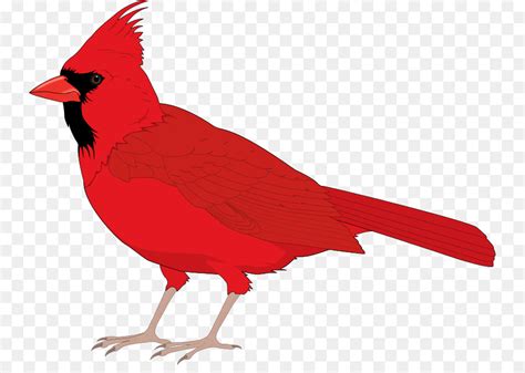 Cardinal Bird Clip Art 20 Free Cliparts Download Images On Clipground