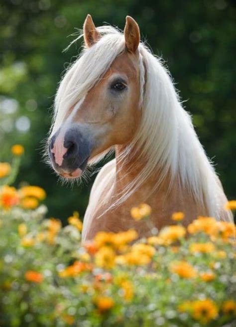 60 Best Horse In A Field Of Flowers Images On Pinterest Horses