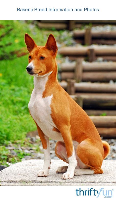 Basenji Breed Information Thriftyfun