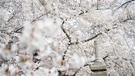 Washington Dc Cherry Blossom Watch Updates