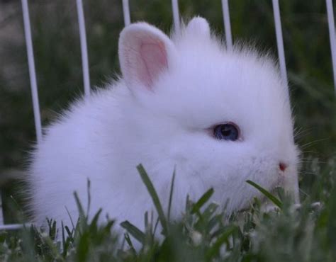 Lionhead Rabbit