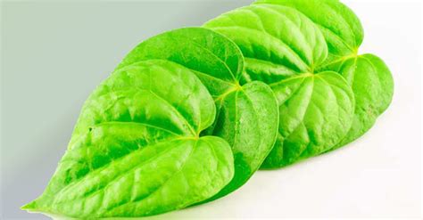 The Benefits Of Chewing Betel Leaf Ayurveda Betel Leaf Wellness