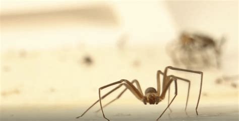 What Do Brown Recluse Spiders Eat